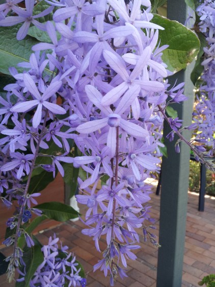 purple sandpaper vine