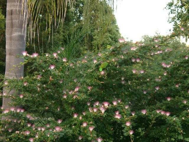 pink and white silk tree