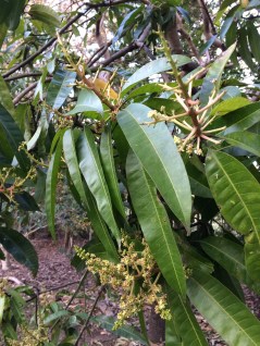 but get chewed up at night by the possums