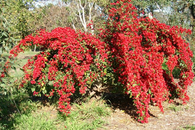 red bougainvillea 
