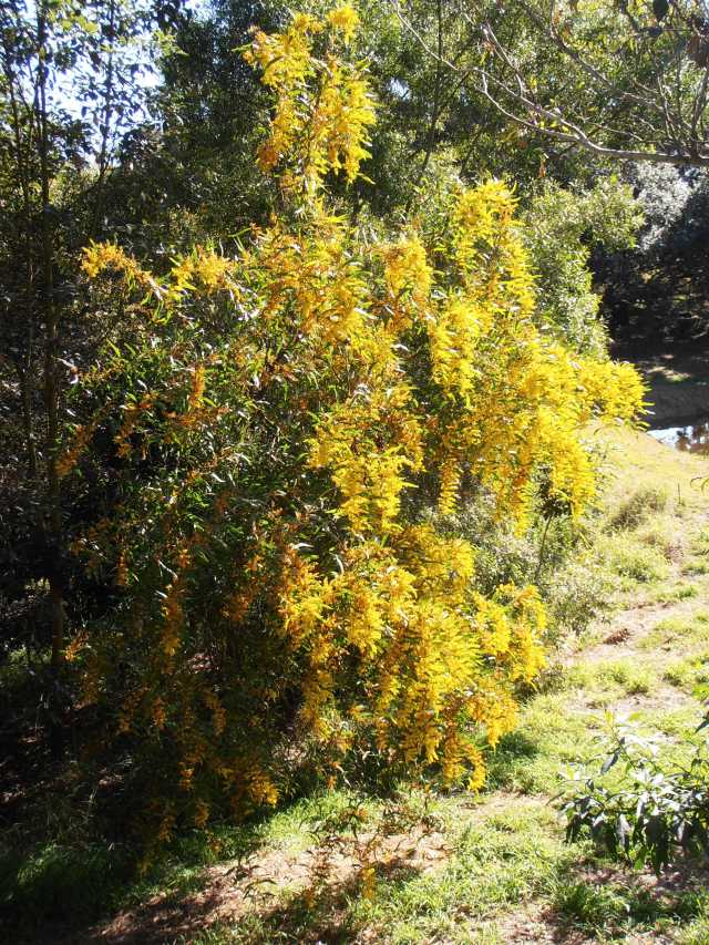 yellow zig-zag wattle