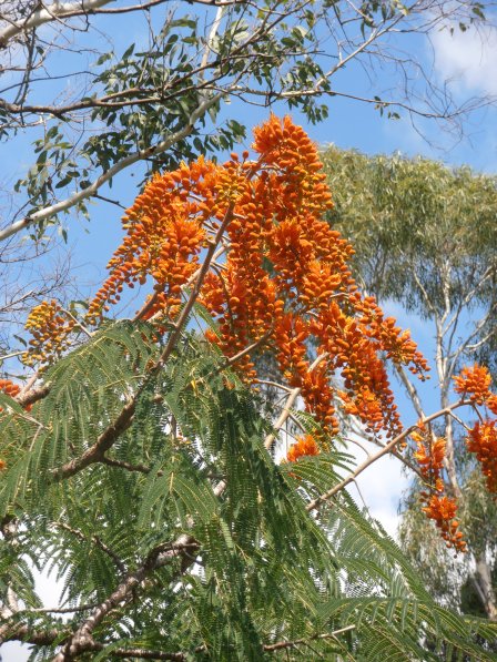 orange poinciana