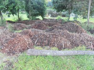 how to start a new garden