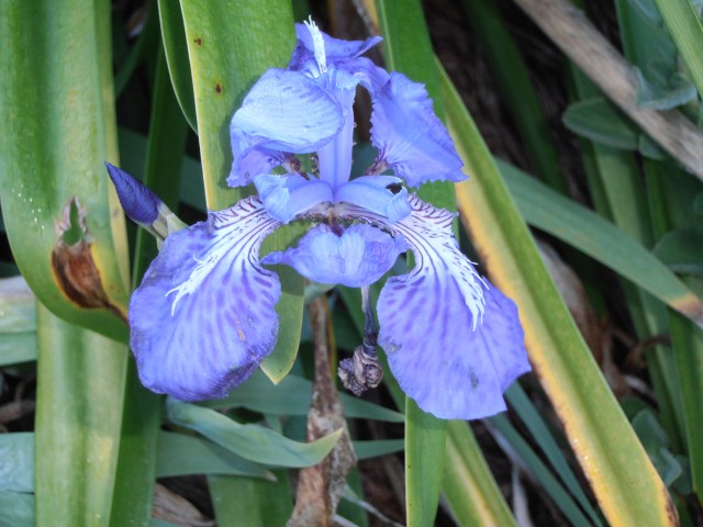purple-blue iris