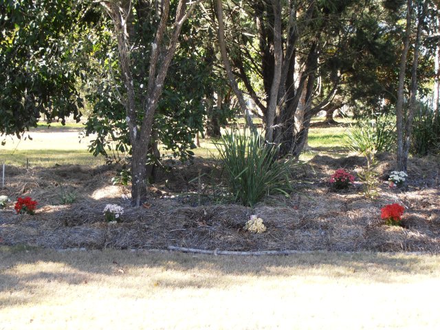 splashes of kalanchoe