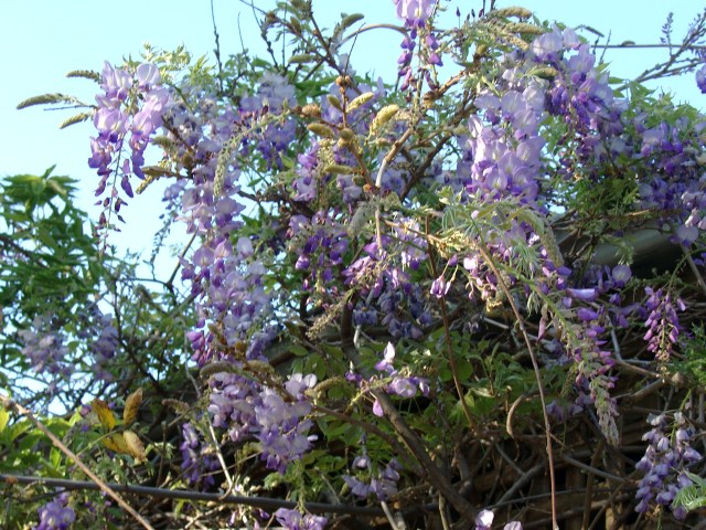 purple-blue wisteria