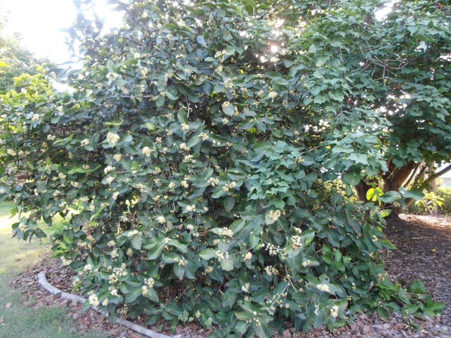 syzygium samarangense