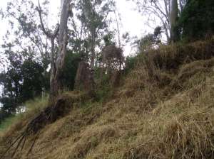 Luke whipper-snippering high on the bank