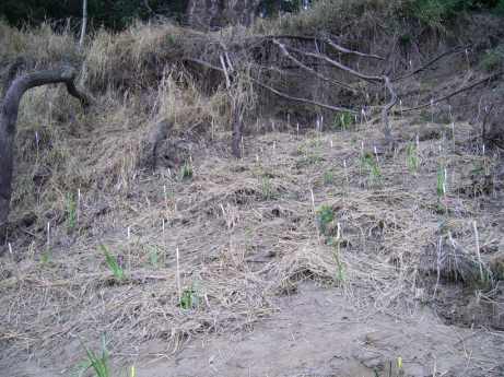 exposure of roots from flood 