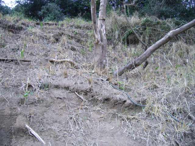 multiple collapses of bank