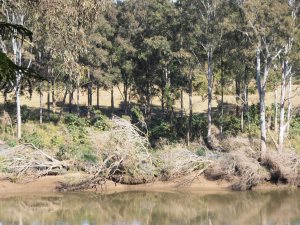 condition of riverbank one year later