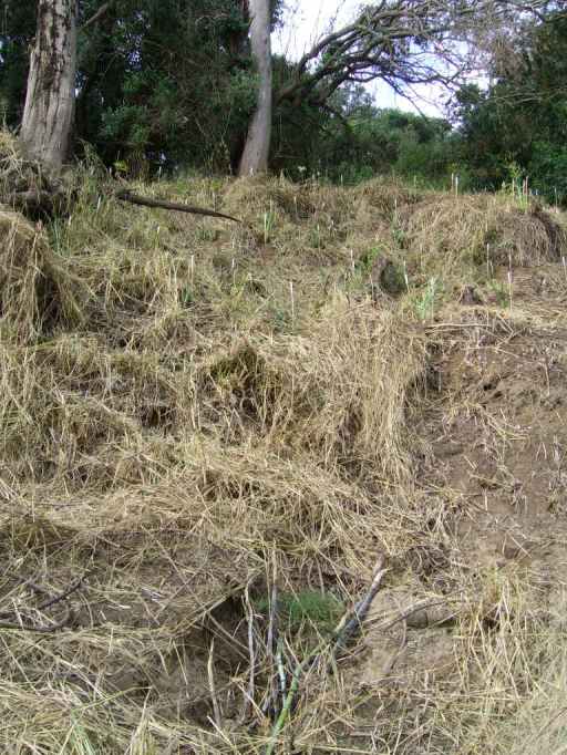 the difficulty of the planting