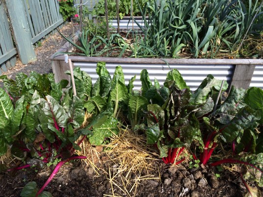 different varieties of spinach