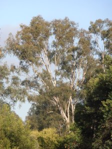 white in the morning light