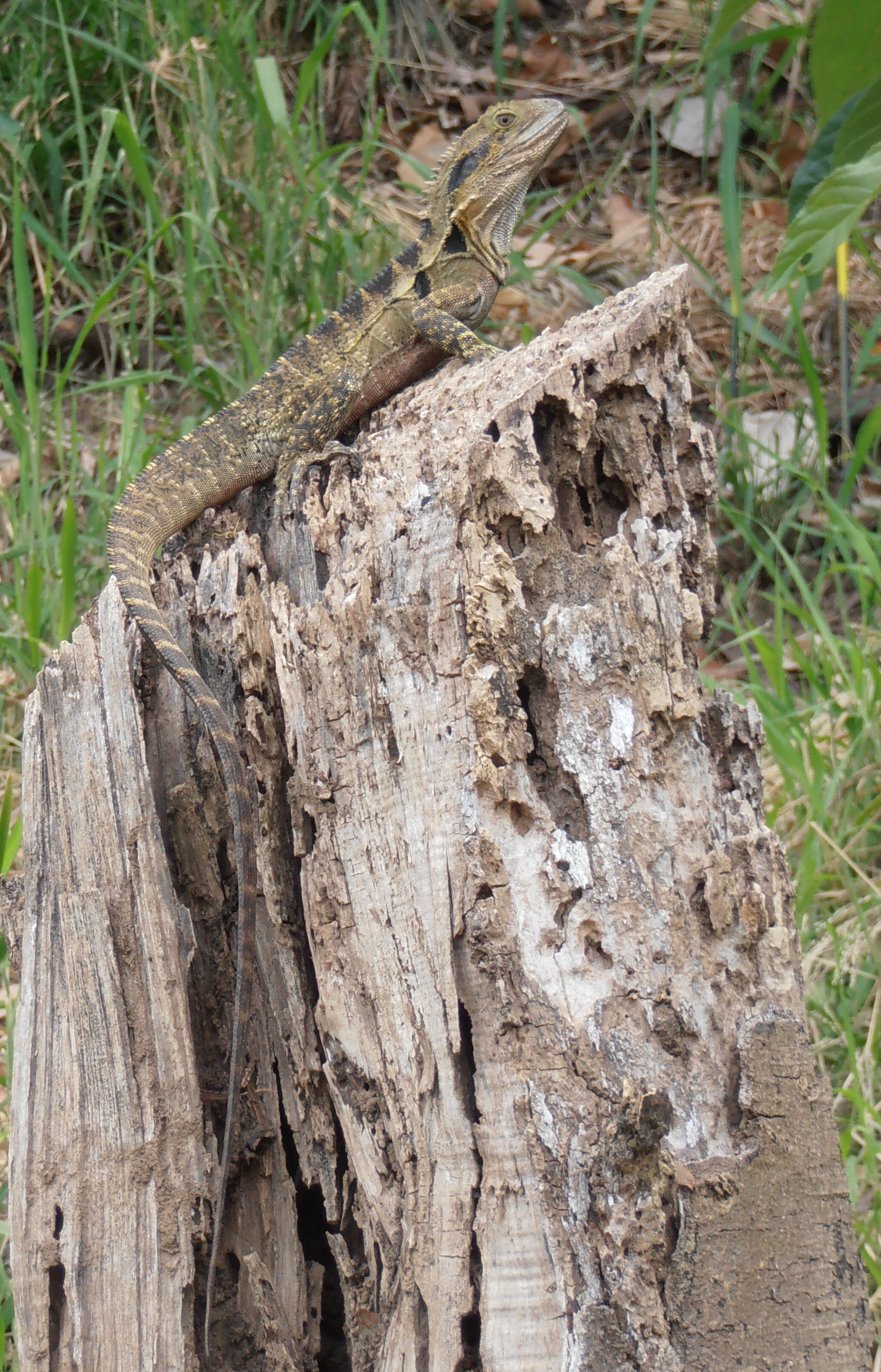 Wildlife Inventory | moggblog