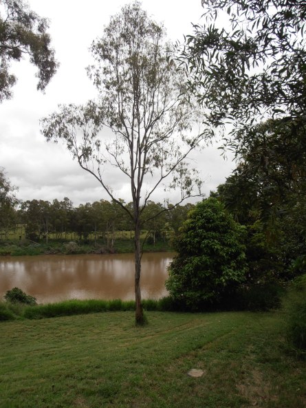 immature tereticornis