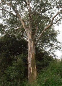 the varied colours of the trunk