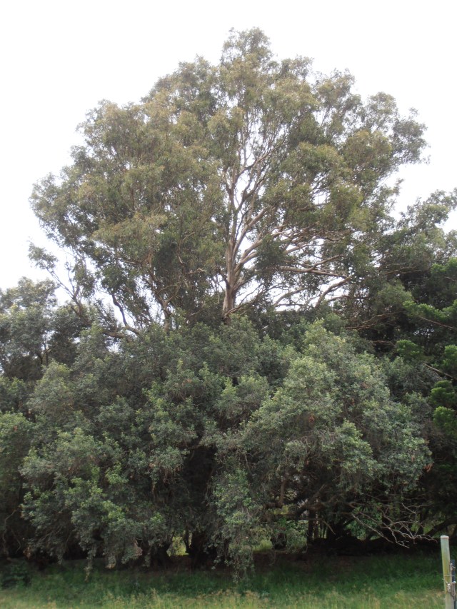 Granddaddy Tereticornis