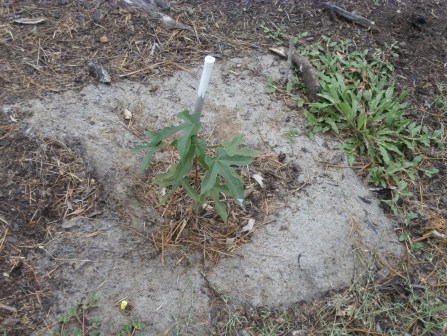 square jute bowl for solitary plant