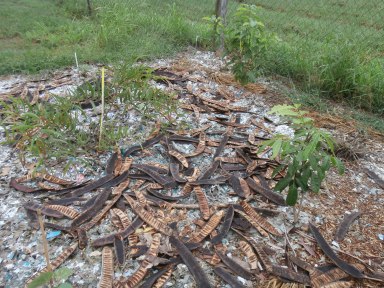 large seed pods for mulch