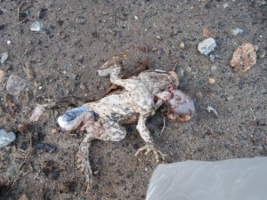 toad kill