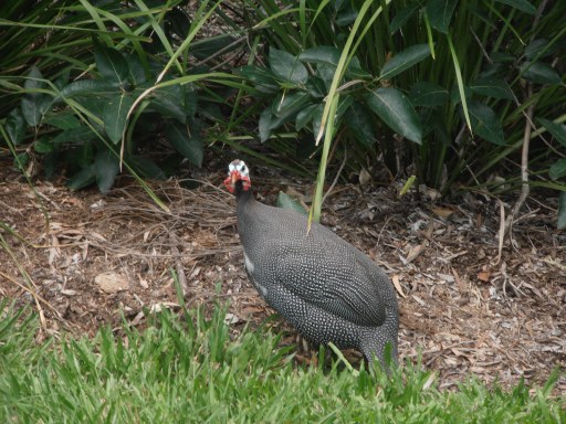 Winnie still very beautiful without his knobble