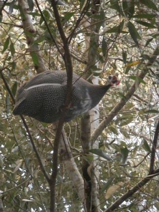 surveying current site in relation to front paddock