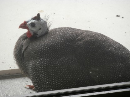 lonely and lost without his mate