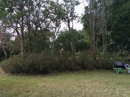 the final section with old daisy bushes...