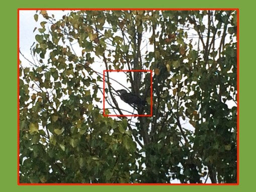 outline of cuckoo in fig tree