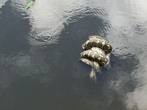 a death roll for an unknown creature