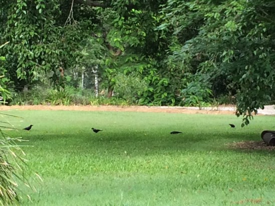 crows pecking the lawn grubs and moths