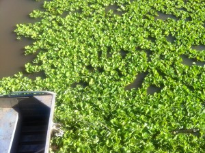 looking over the side of the ferry at the water lettuce