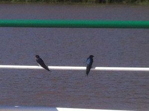 Welcome Swallows surveying their playground