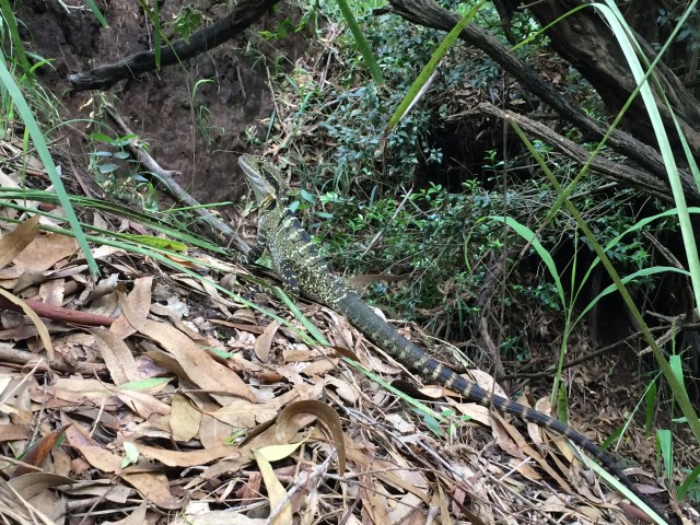 How beautifully camouflaged is this creature !