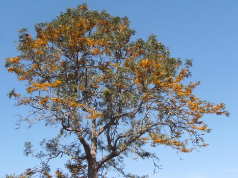 vivid orange grevillea flowers on the Silky Oak (Grevillea robusta)