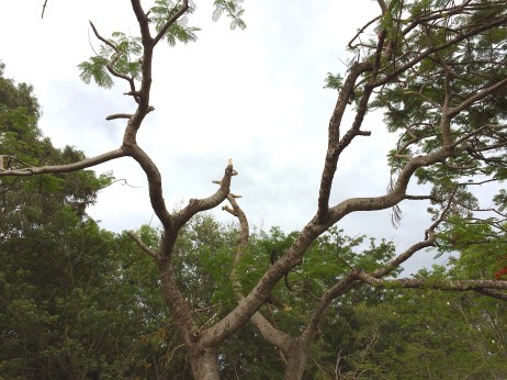 poinciana loses crown