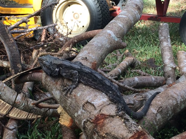 Common Bearded Dragon calmly sits among fallen branches that we will shift onto garden beds as mulch